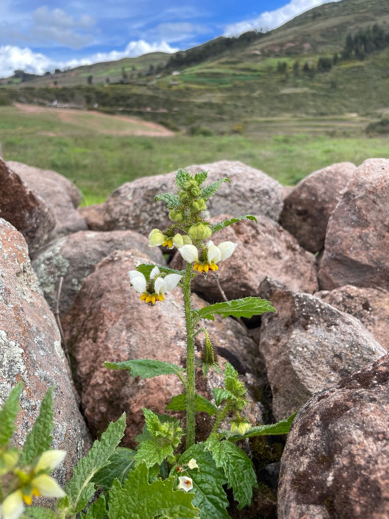Nasa poissoniana subsp. poissoniana photo 2
