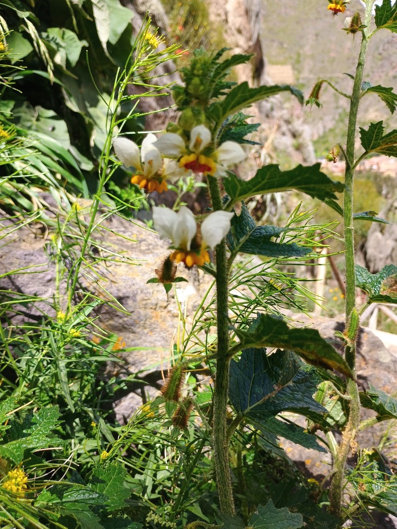 Nasa poissoniana subsp. poissoniana photo 3