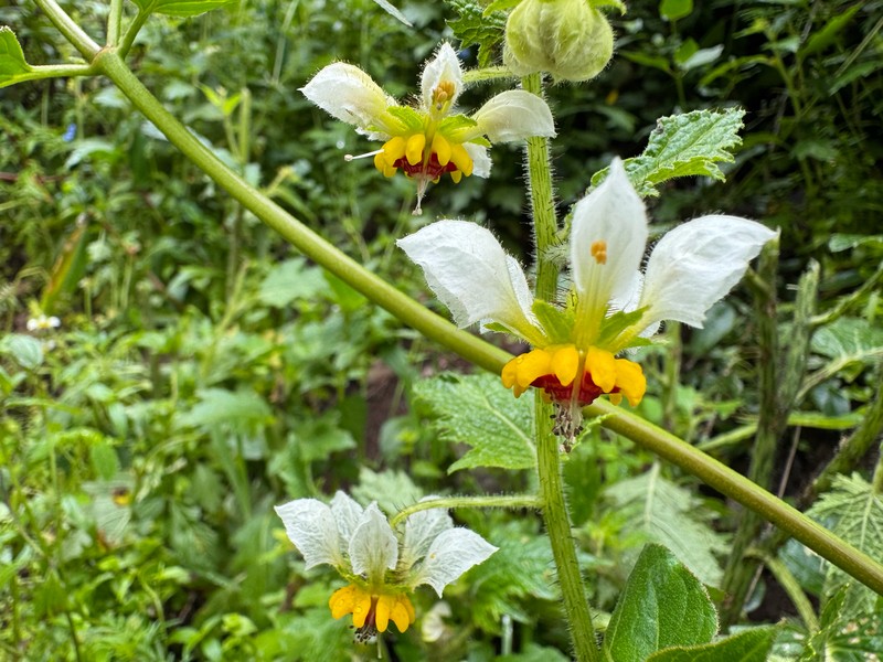 Nasa poissoniana subsp. poissoniana photo 4