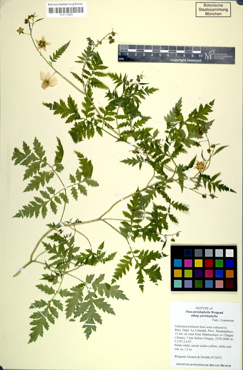 Nasa pteridophylla subsp. pteridophylla