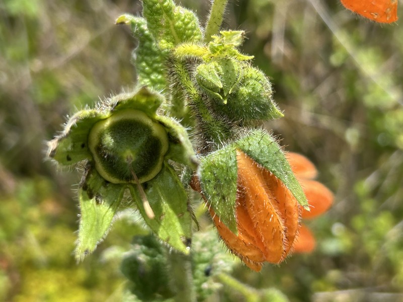 Nasa ranunculifolia subsp. ranunculifolia