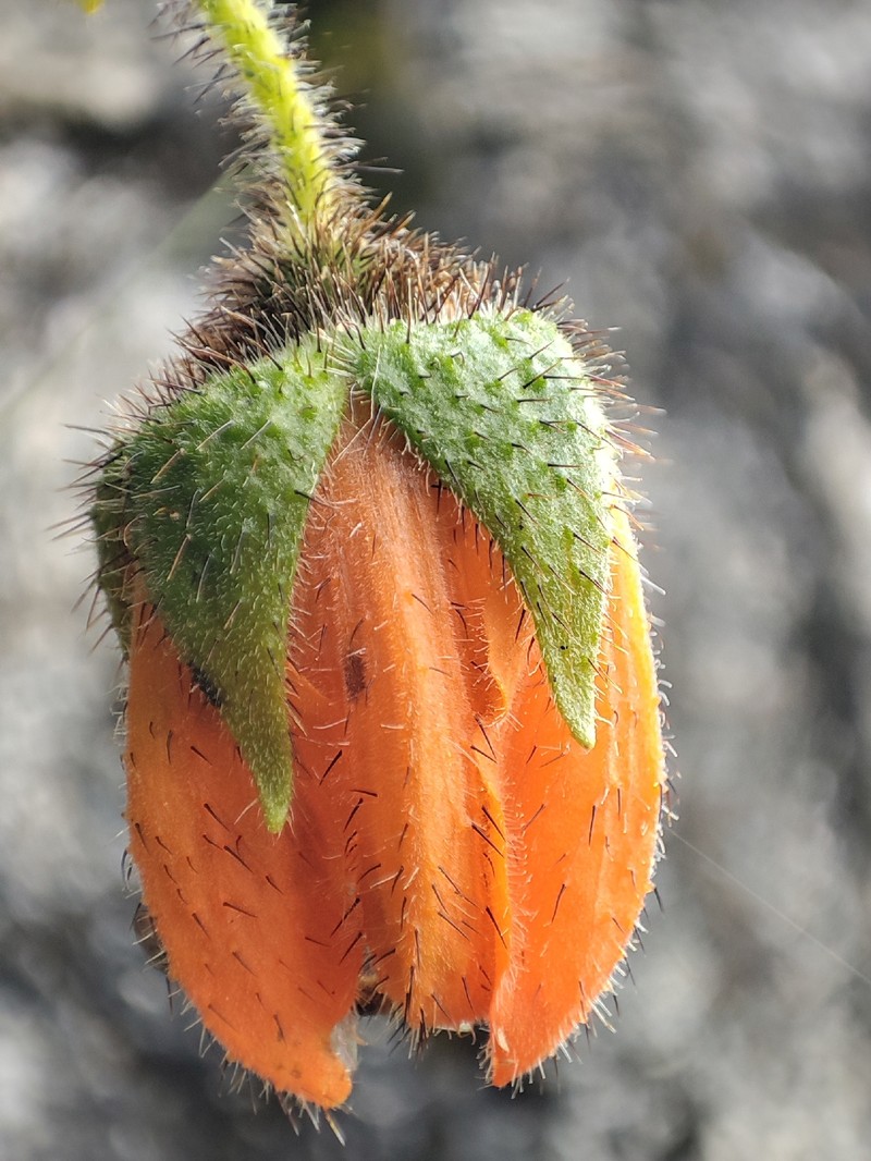 Nasa ranunculifolia subsp. ranunculifolia photo 2