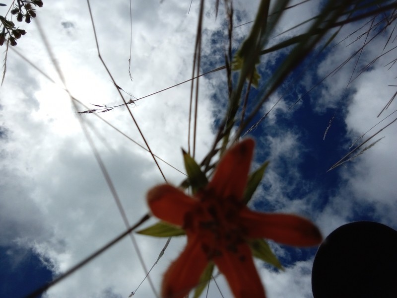 Nasa ranunculifolia subsp. ranunculifolia photo 4