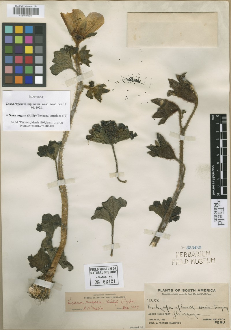 Nasa rugosa subsp. rugosa