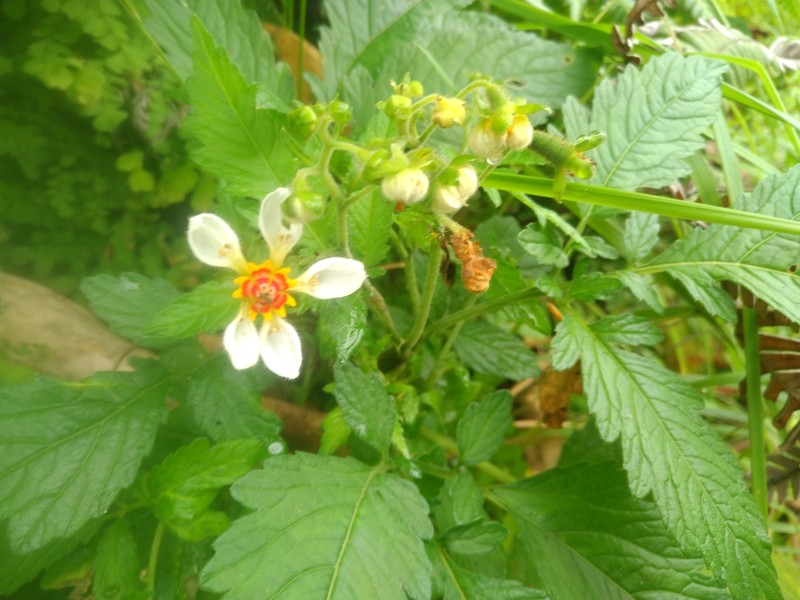 Nasa triphylla subsp. triphylla