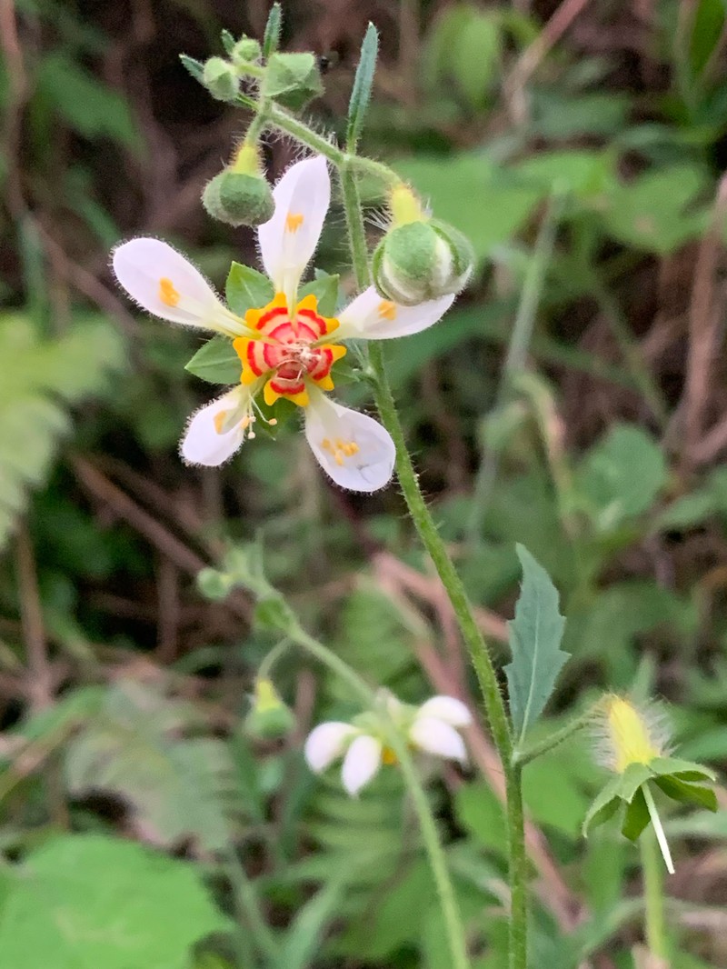 Nasa triphylla subsp. triphylla photo 2