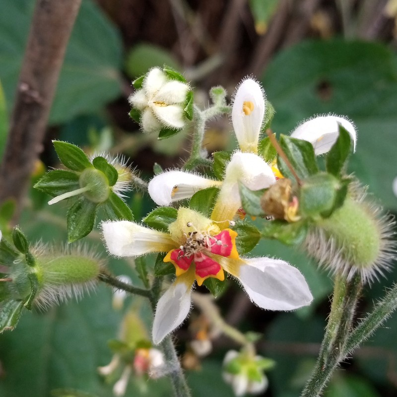 Nasa triphylla subsp. triphylla photo 3