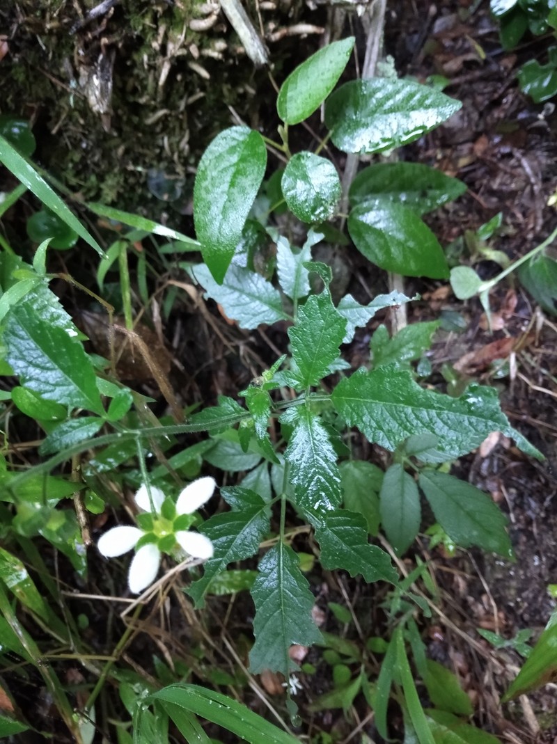 Nasa triphylla subsp. triphylla photo 4