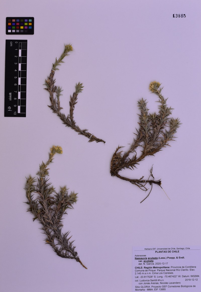 Nassauvia aculeata var. aculeata