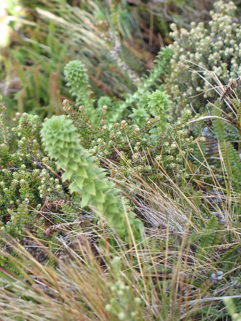 Nassauvia falklandica
