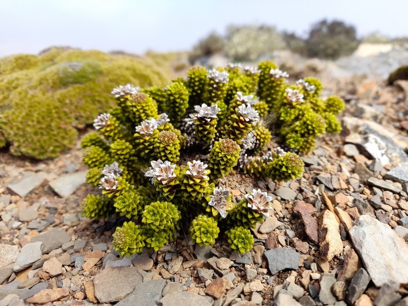 Nassauvia falklandica photo 2