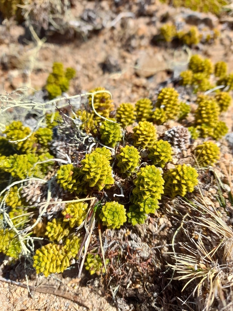 Nassauvia falklandica photo 3