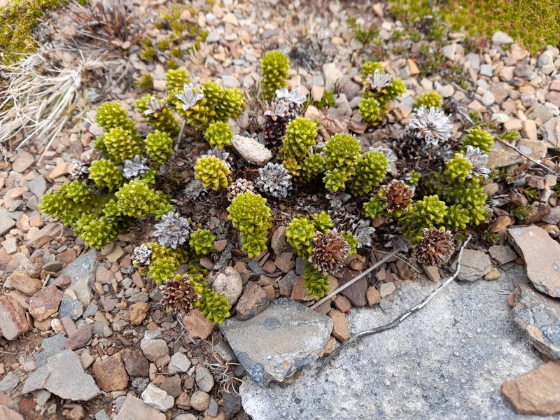Nassauvia falklandica photo 4