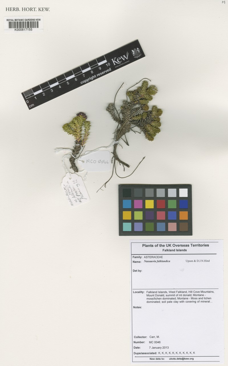 Nassauvia falklandica photo 8
