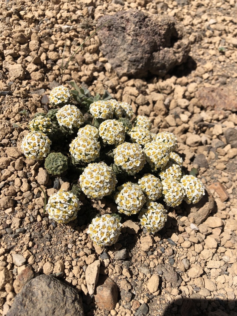 Nassauvia lagascae var. lagascae