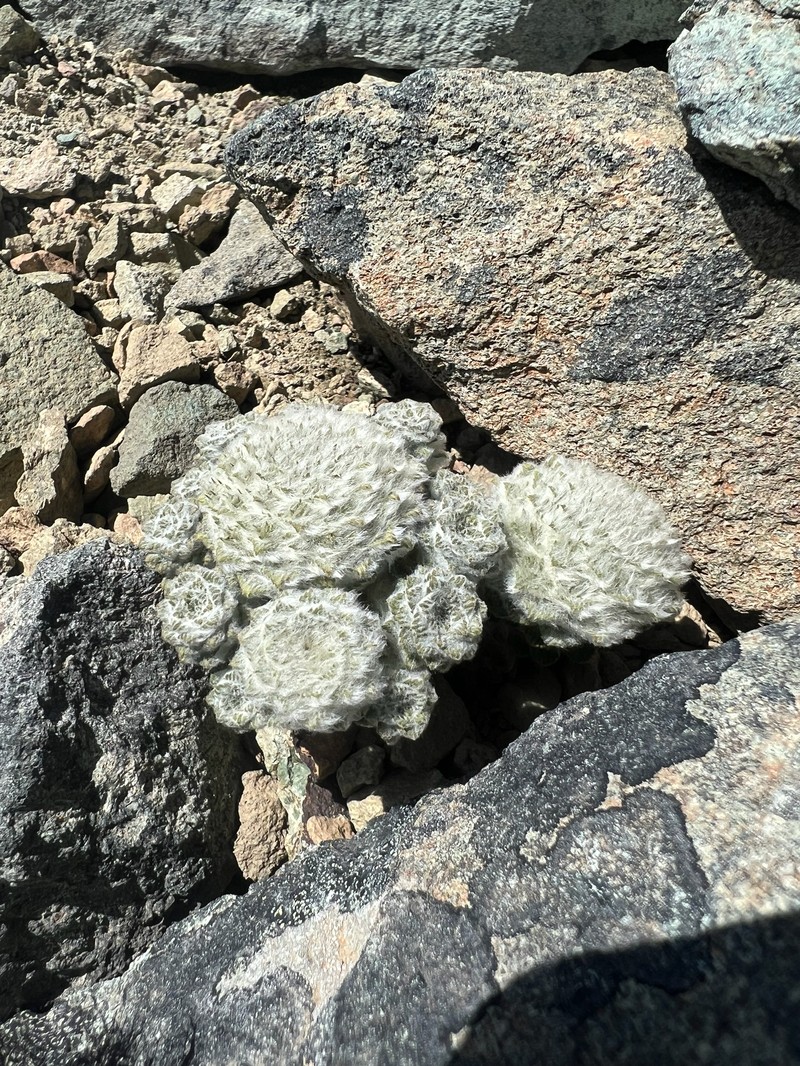 Nassauvia lagascae var. lanata
