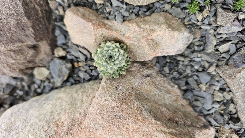 Nassauvia lagascae var. lanata photo 2
