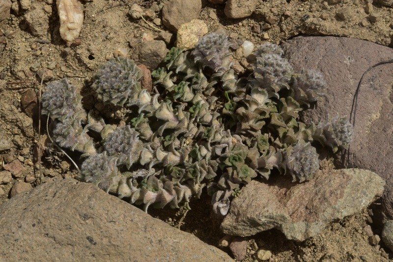 Nassauvia lagascae var. lanata photo 3