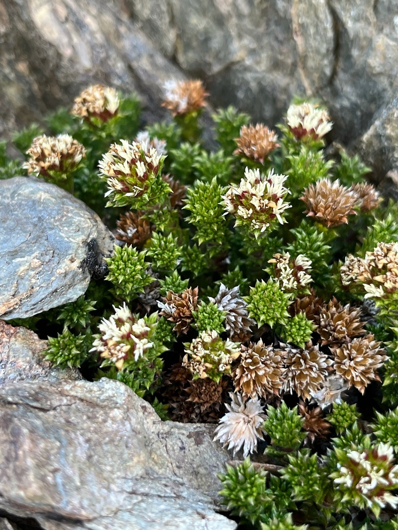 Nassauvia pygmaea var. pygmaea photo 2
