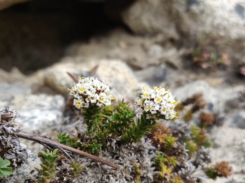 Nassauvia pygmaea var. pygmaea photo 4