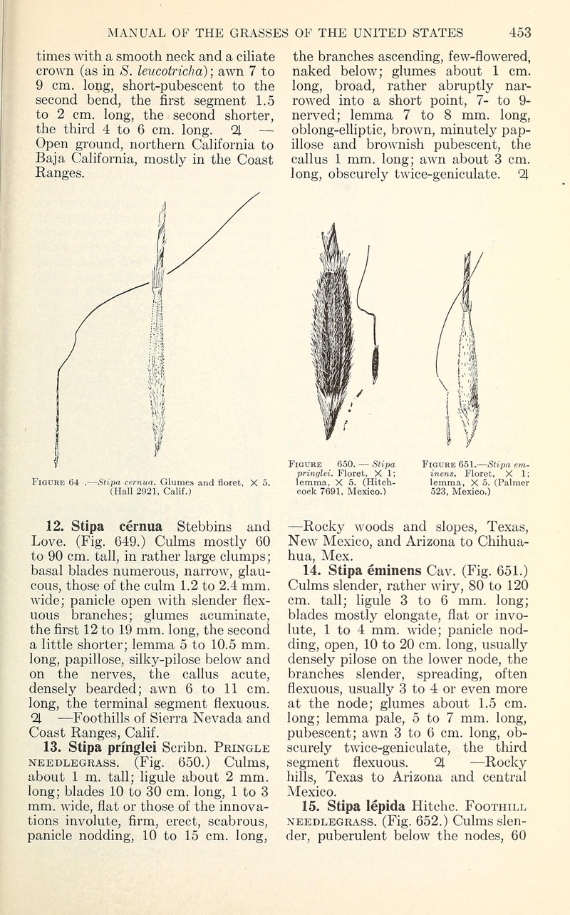 Nodding Needlegrass photo 3