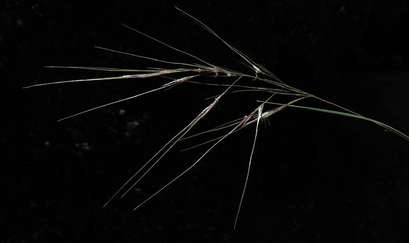 Nodding Needlegrass
