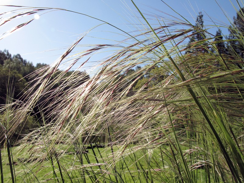 Nodding Needlegrass photo 2