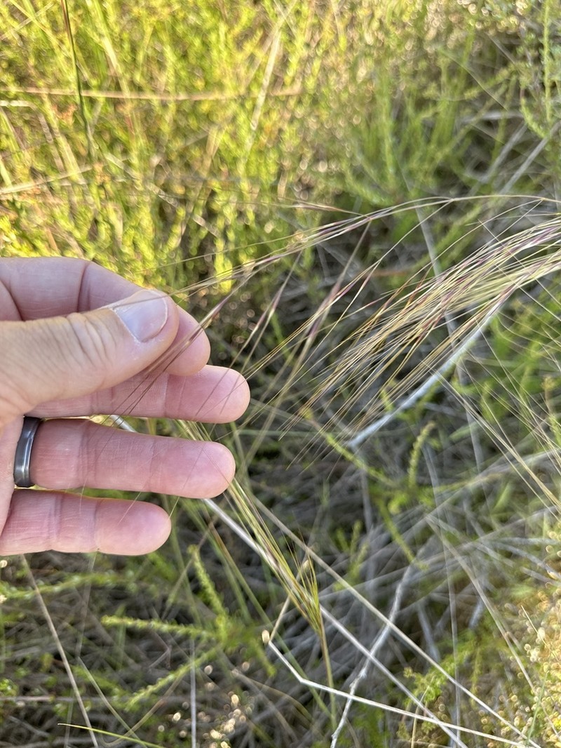 Nodding Needlegrass photo 3