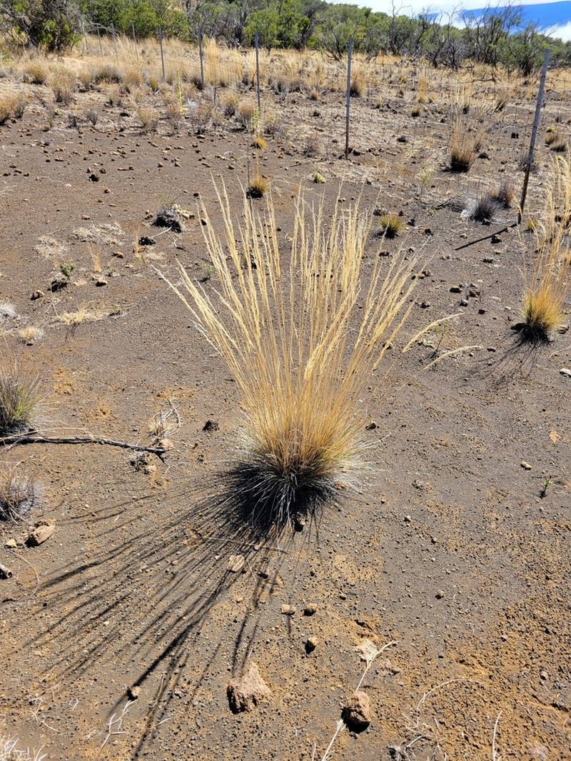 Nodding Needlegrass photo 4