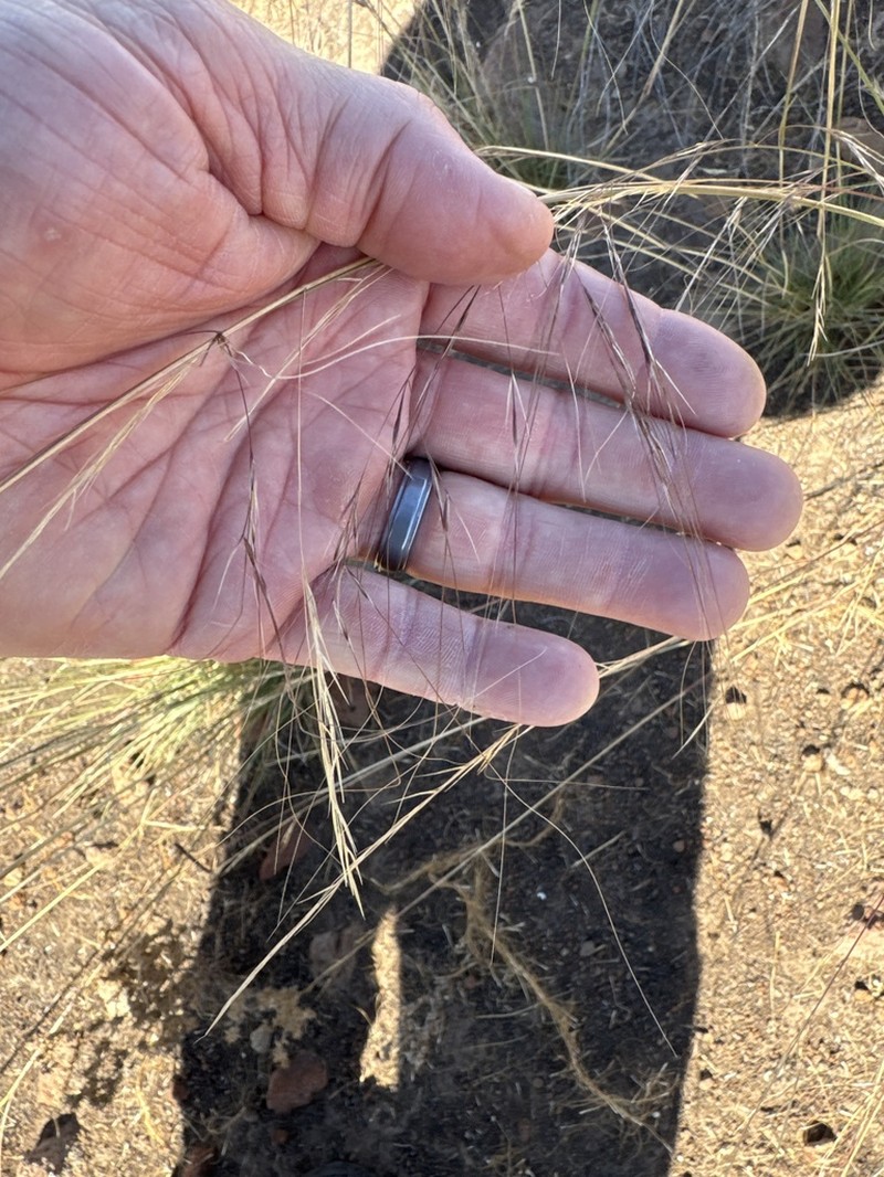 Nodding Needlegrass photo 5