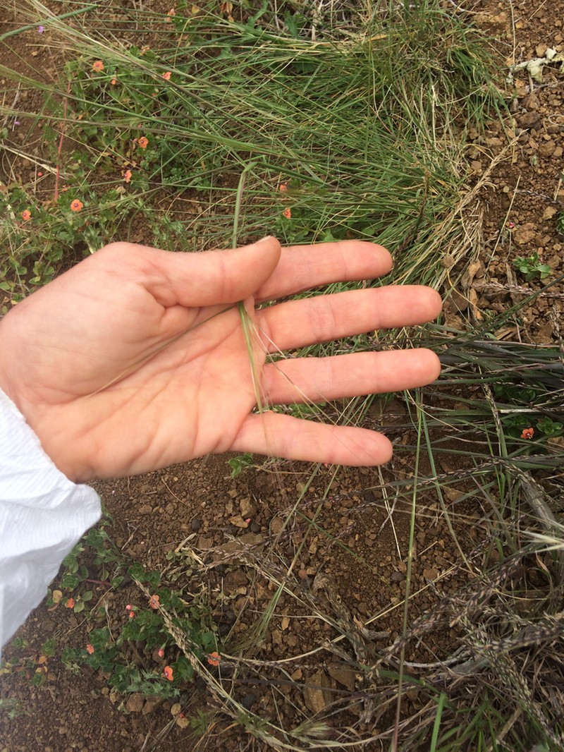 Nodding Needlegrass photo 6