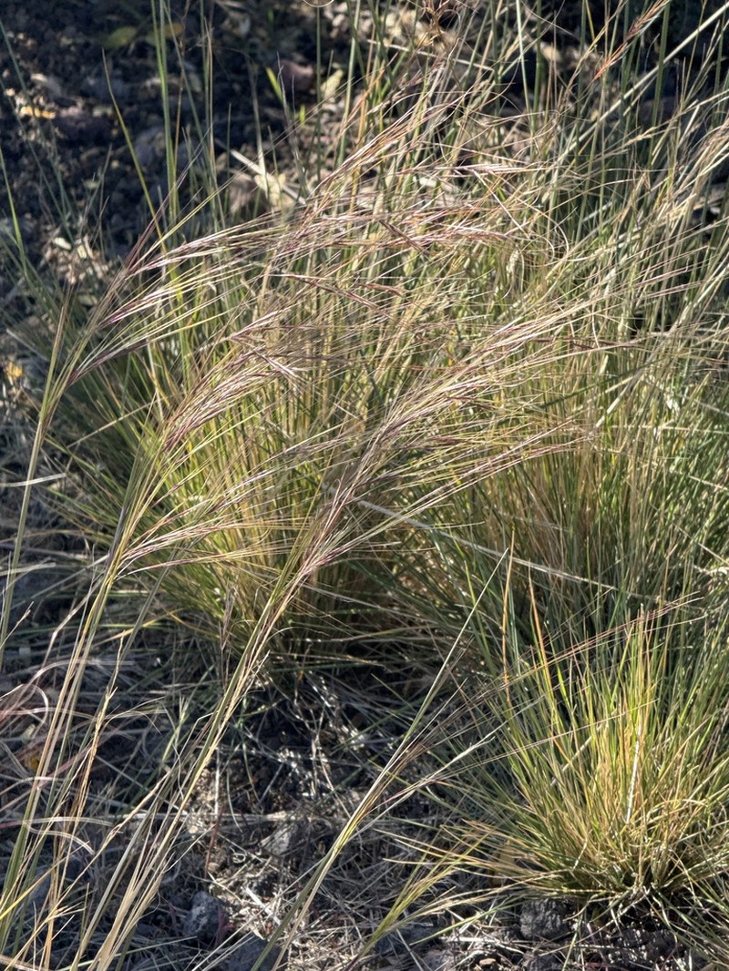 Nodding Needlegrass photo 7