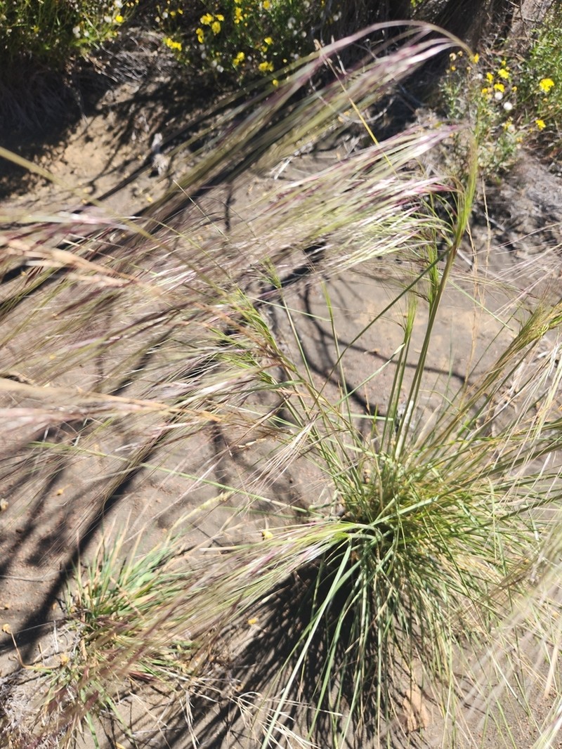 Nodding Needlegrass photo 8