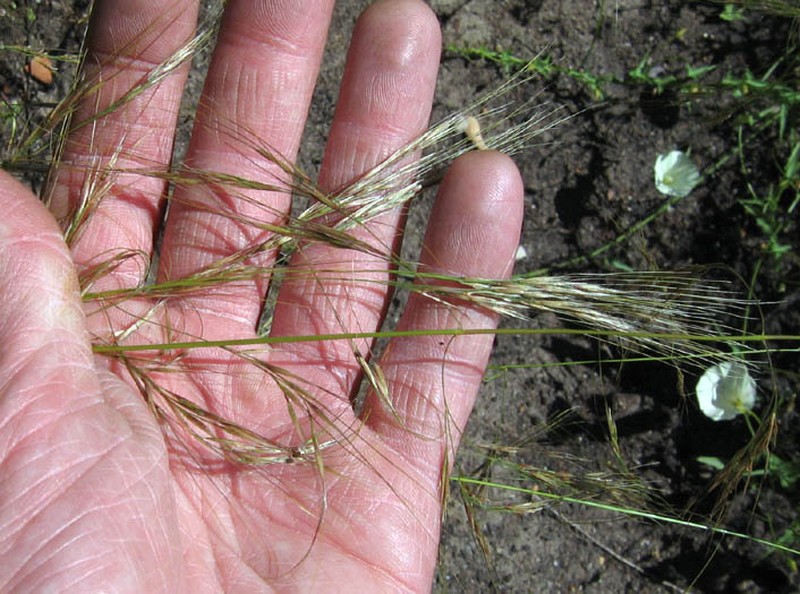 Foothill Needlegrass