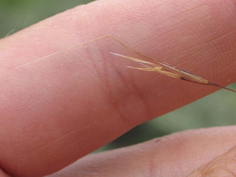 Foothill Needlegrass photo 2