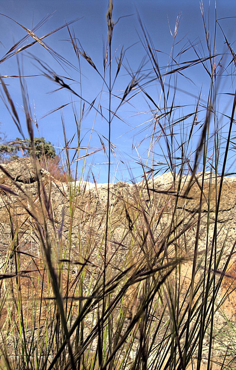 Foothill Needlegrass photo 3