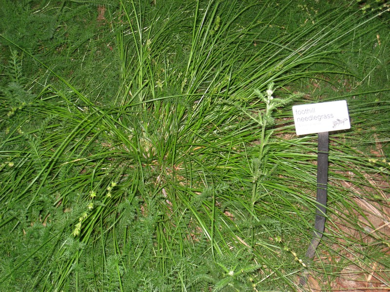 Foothill Needlegrass photo 4