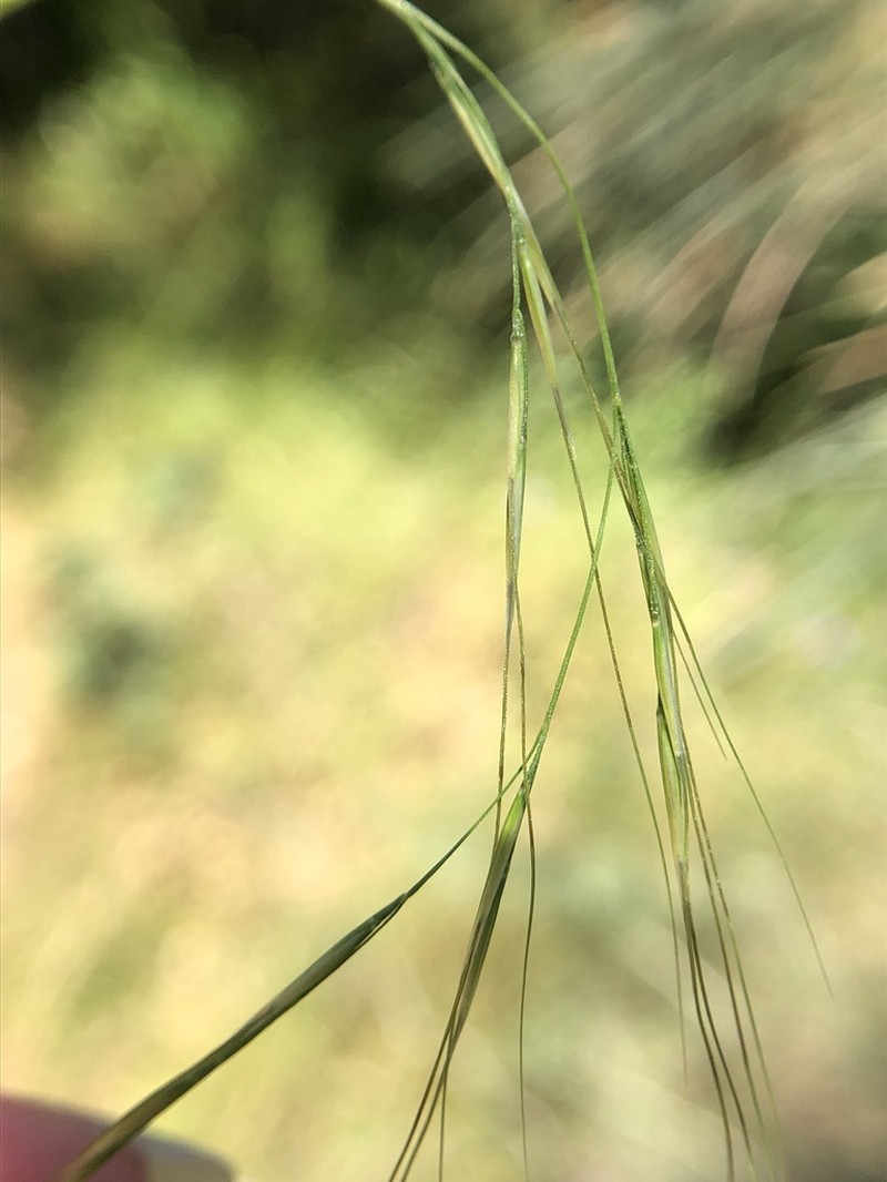 Foothill Needlegrass