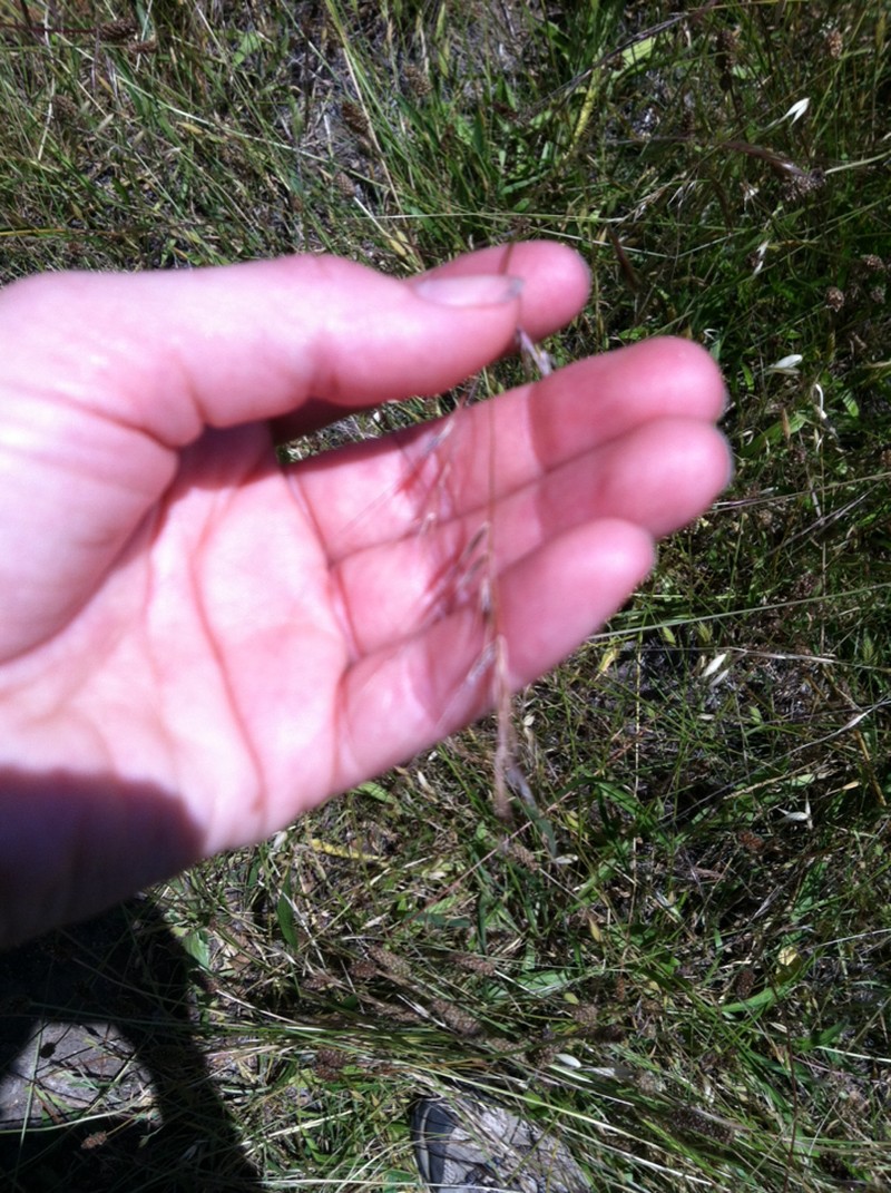 Foothill Needlegrass photo 2