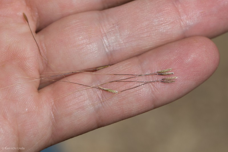 Foothill Needlegrass photo 3