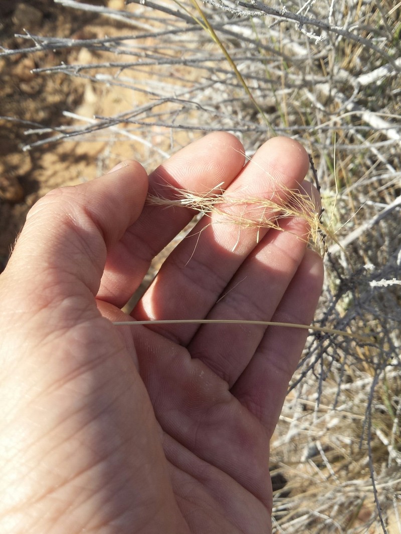 Foothill Needlegrass photo 4