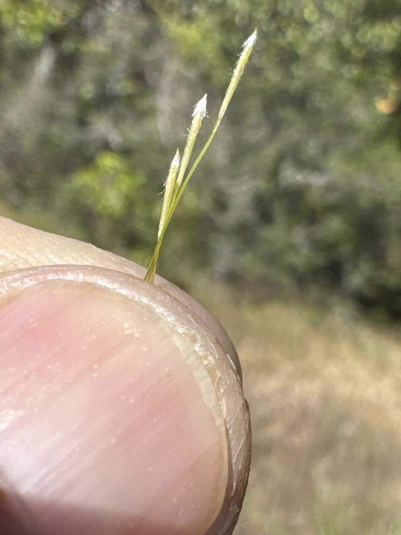 Foothill Needlegrass photo 5