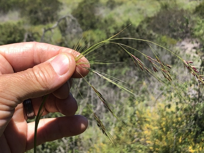 Foothill Needlegrass photo 6