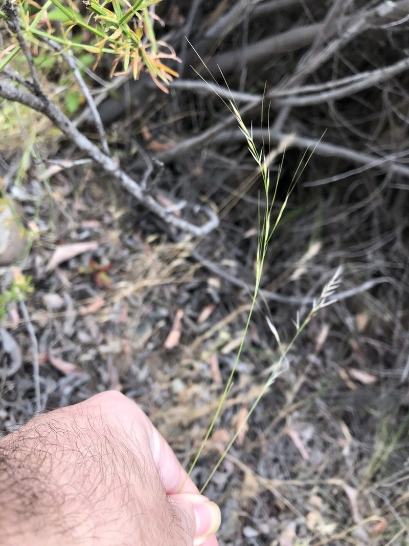 Foothill Needlegrass photo 7