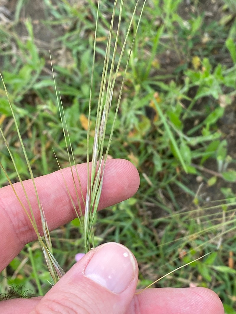 Texas Wintergrass photo 2
