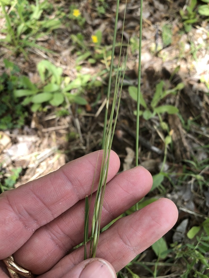 Texas Wintergrass photo 3