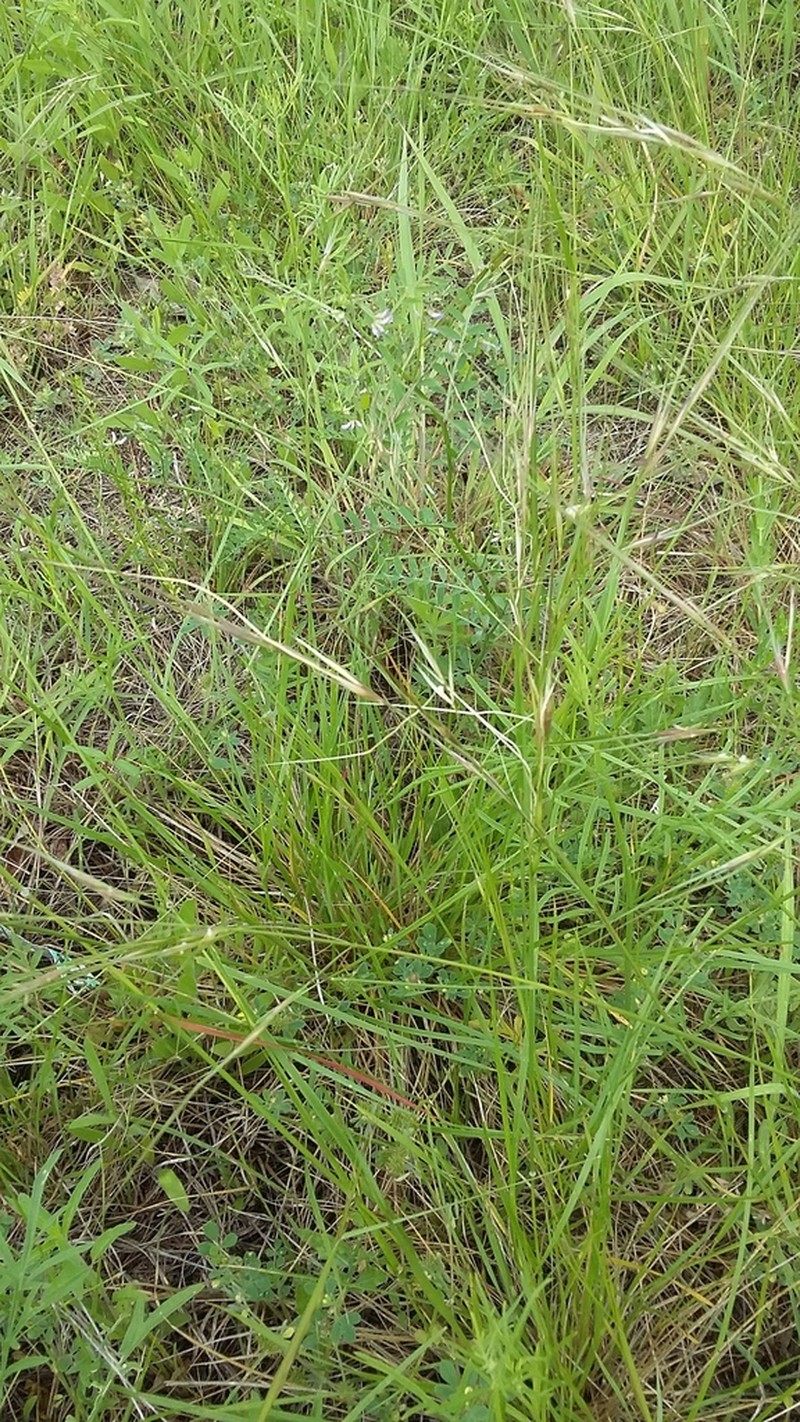 Texas Wintergrass photo 4