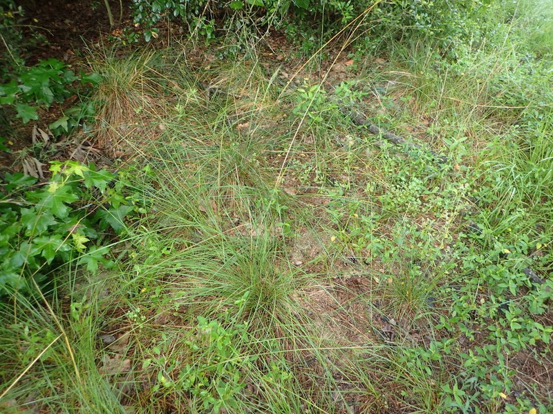 Texas Wintergrass photo 5