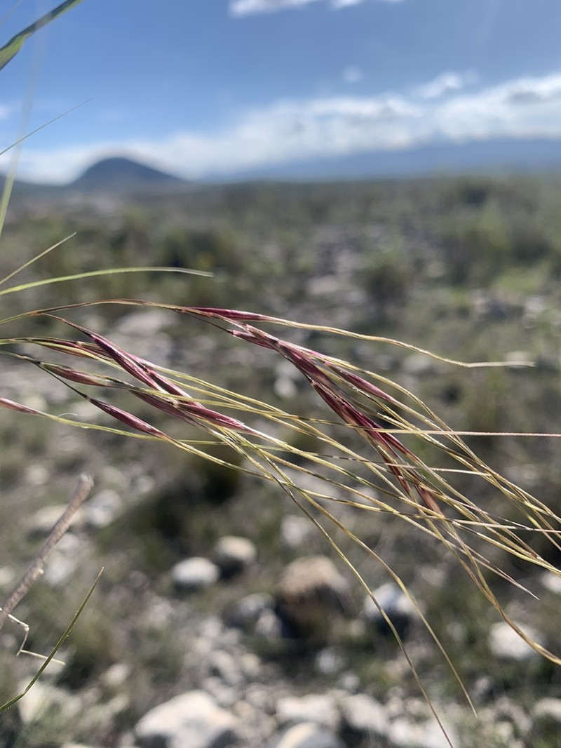 Texas Wintergrass photo 6