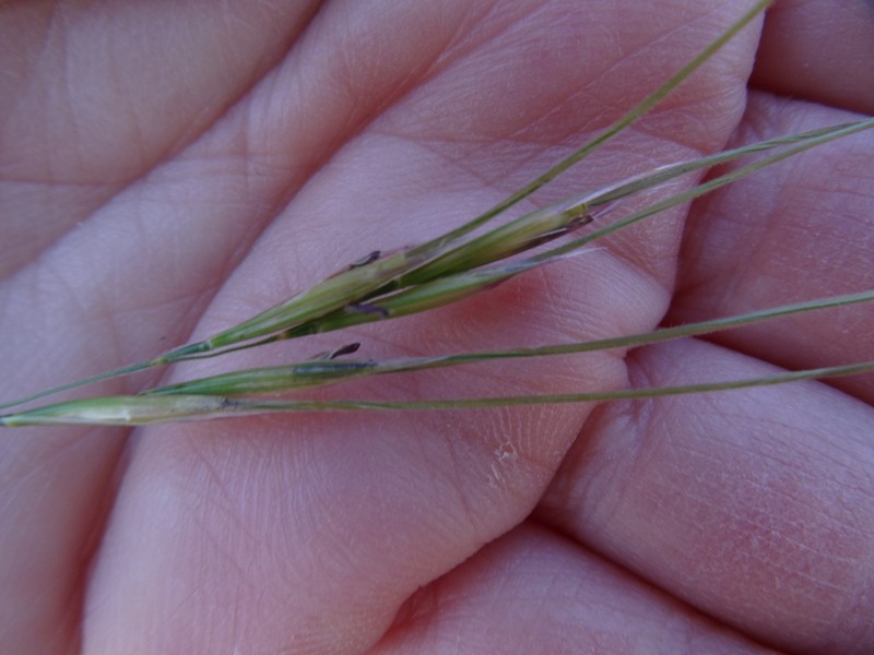 Texas Wintergrass photo 7